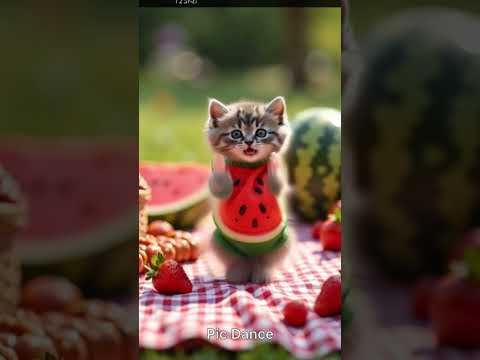 AIcatdanceshorts funny catdancekitten 猫ダンス猫ダンス サムネイル