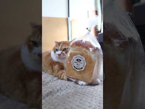 岩泉ヨーグルト食パン　260128　のせ猫　 cat cute ねこ　 ネコ　 猫のいる暮らし　 cutecat　 猫… サムネイル