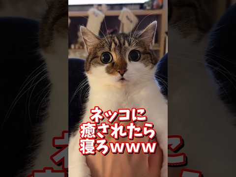 ネッコの動画で癒されたら寝ろｗｗｗ　2ch  動物  猫 癒やし ねこ動画 サムネイル