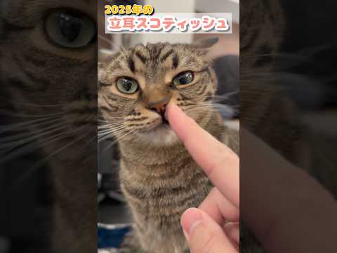 【2025年】ぷりぷりﾌﾟﾘﾝｾｽ総集編!! cat 猫 サムネイル