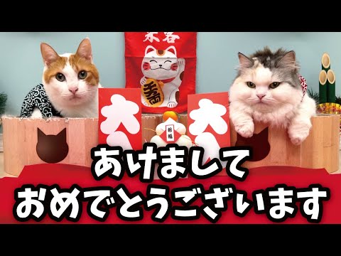 祝！2026年スタート！今年もニャンチューバーつくしをよろしくお願いいたします！ サムネイル
