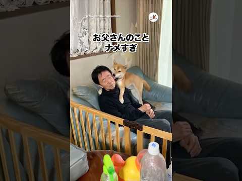 お父さんをナメすぎな犬｜PECO サムネイル