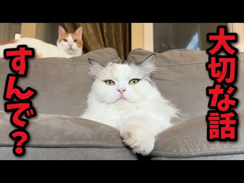 猫的に大切な話しまっせぇ〜 サムネイル