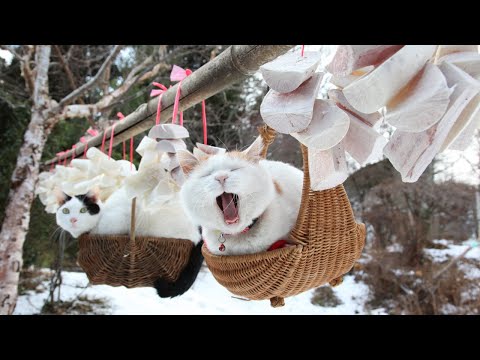 こたつのねこたちLIVE配信　　2026年2月13日 サムネイル