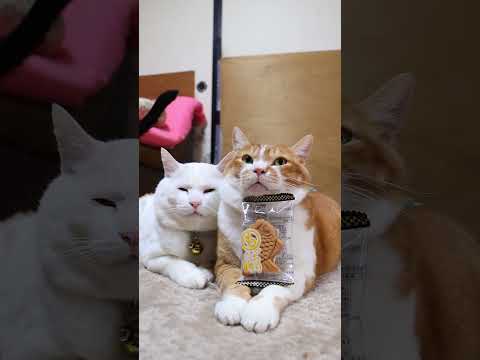 もっちりたい焼き クリーム　260107　のせ猫　 cat cute 猫のいる暮らし 猫　 ネコ ねこ　 猫のいる生活… サムネイル