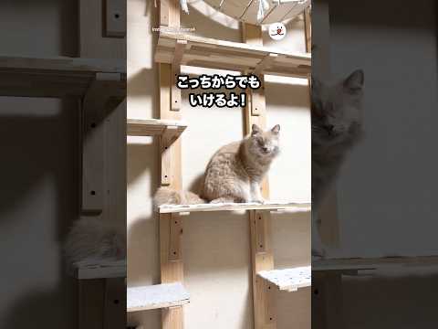 ママのところへ向かう盲目猫さん｜PECO サムネイル