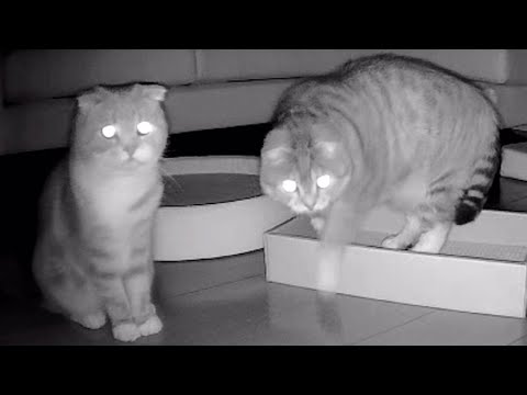一泊二日旅行でお留守番してくれてる猫たちの生活を覗いてみた結果🤣🤣🤣 サムネイル
