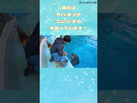ラッキーが餌を食べ始めました！ shots 名古屋港水族館 サムネイル