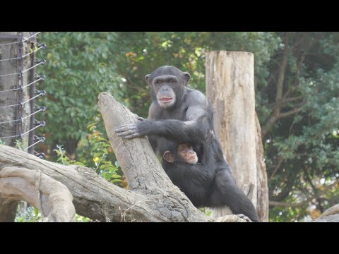 コサチの朝は、ゴウちゃんの発情期の朝でもあった　よこはま動物園ズーラシア　チンパンジー　202512 サムネイル