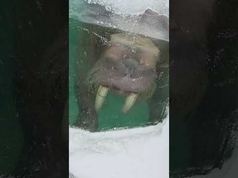 豪雪のセイウチ館 サムネイル