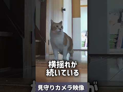 地震発生…そのとき猫は【非常時に本性が出る 猫武将 元野良猫チャチャ ねこ ネコ 猫 地震 サムネイル