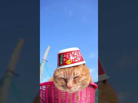 日清のどん兵衛 天ぷらそばミニ　260521　 cat のせ猫 cute　 日清のどん兵衛 　ねこ ネコ  猫　天ぷら… サムネイル