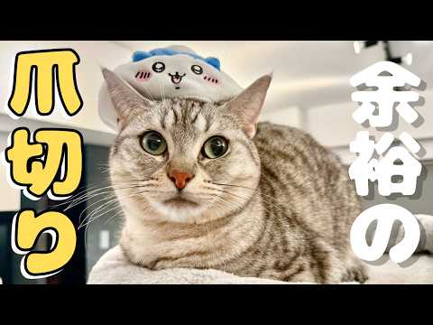 【神対応】抵抗ゼロで爪切りさせてくれる猫が優等生すぎた cat 猫