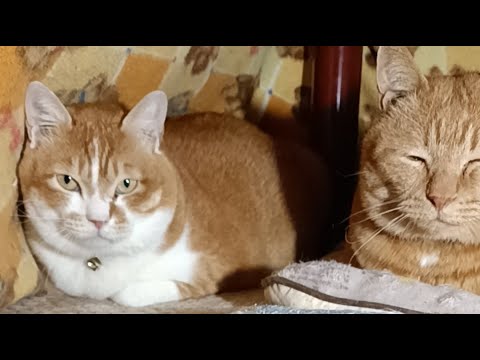 かご猫 Blog がライブ配信中！ サムネイル