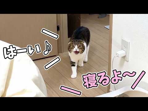 「寝るよ！」と言うとベッドに急いで集まってくるネコ達が可愛すぎる！ サムネイル
