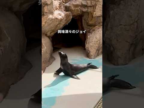 【カリフォルニアアシカ】父仔の対面（続き）【サンシャイン水族館】shorts 水族館 サムネイル