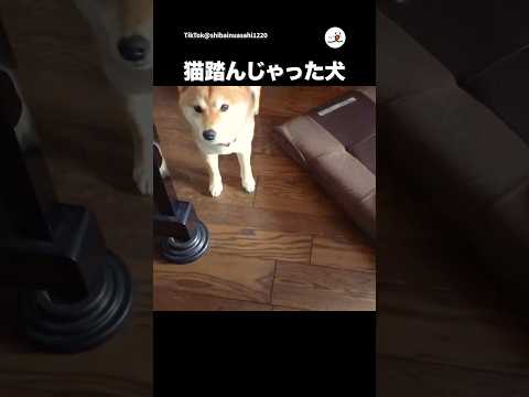 猫踏んじゃった犬🐶｜PECO サムネイル