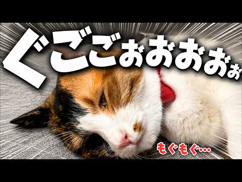 特大いびき、開眼、お口モグモグ…。ずっと寝れてなかった猫が快眠を手に入れた結果、信じられない寝方になってしまいましたw…