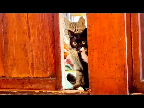 猫を１０日ぶりに部屋から解放したら意外なことになった サムネイル