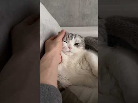😼 cat 猫 サムネイル