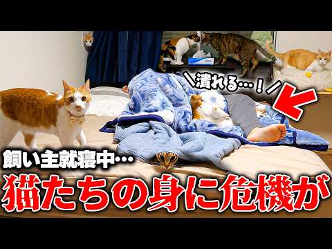 飼い主が寝ている間に猫たちの身に危機が訪れていました…。 サムネイル