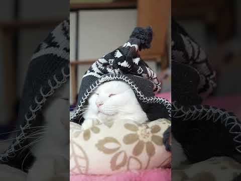 ニット帽　260217　のせ猫　 cat cute ねこ　 ネコ 猫のいる暮らし kitten　 cutecat　 猫… サムネイル