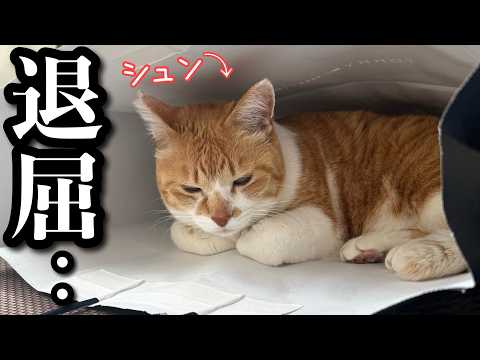 【GW】ヒマすぎる猫が、このあと大暴れ サムネイル
