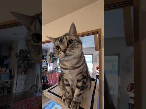 猫との暮らし猫アメショーのラッテ アメショ アメリカンショートヘア 猫と暮らす家 サムネイル