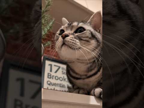 アメショーのラッテ アメショ アメリカンショートヘア 猫と暮らす家猫との暮らし猫 サムネイル