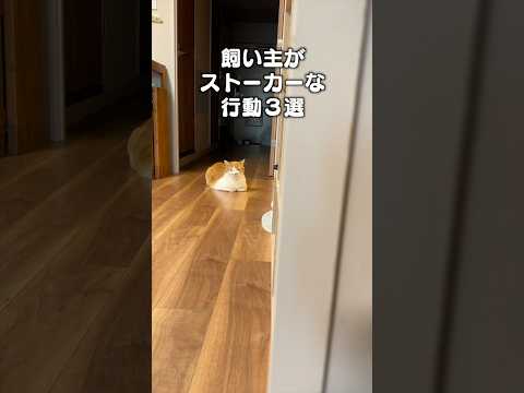 「飼い主がストーカーな行動3選」猫あるある|フルはApple Musicほか音楽アプリへ サムネイル