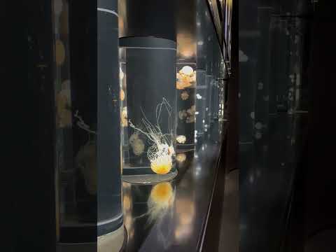 無限♾️クラゲ🪼