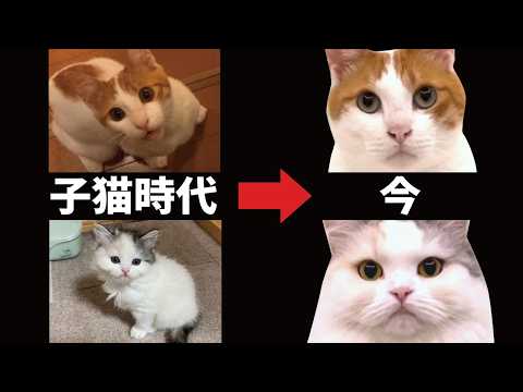 【成長記録】あんなに小さかった子猫たちが今はこんな事になりました…
