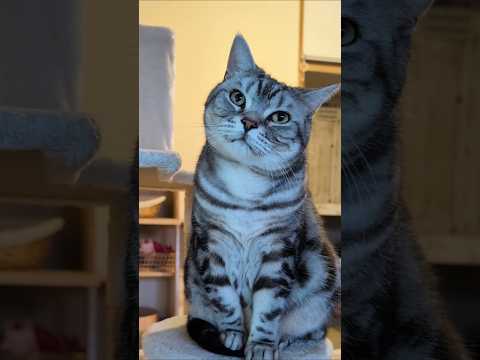 アメショーのラッテ アメショ アメリカンショートヘア 猫と暮らす家猫との暮らし猫 サムネイル