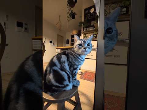 アメショーのラッテ アメショ アメリカンショートヘア 猫と暮らす家猫との暮らし猫 サムネイル