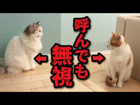 猫は本当に自分の名前を覚えているのか検証してみた結果…