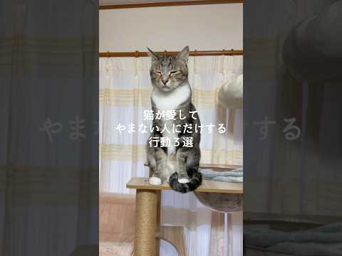 猫が愛してやまない人にだけする行動3選 猫 ねこ 猫動画 ねこ動画 猫好きさんと繋がりたい 保護猫 猫のいる生活 雑学…