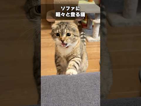 ソファに軽々と登る猫