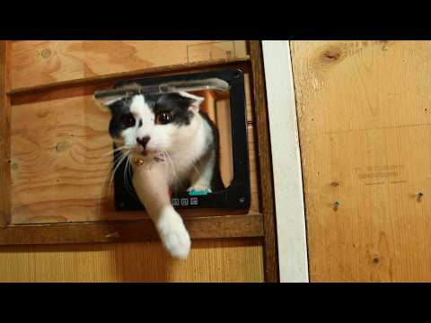 キャットドア出入りする猫　260423 サムネイル