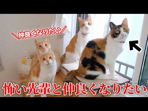 【急接近】子猫たちがどうしても”怖い先輩猫”と仲良くなりたいようです。 サムネイル