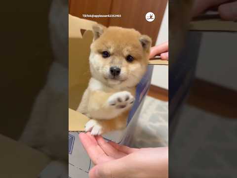 お家に小雪ちゃんがきた日｜PECO サムネイル