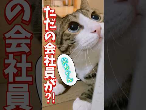 球太のおかげでcats DIY球太 サムネイル