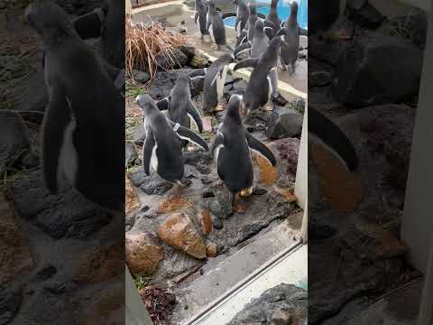ジェンツーペンギン開放！ サムネイル