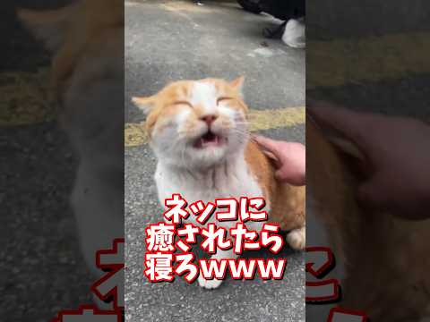 ネッコの動画で癒されたら寝ろｗｗｗ　2ch  動物  猫 癒やし ねこ動画 サムネイル