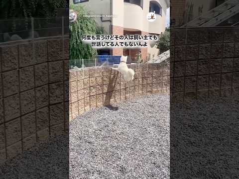 その人は飼い主でも世話した人でもないんよ｜PECO サムネイル