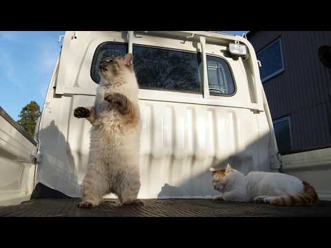 かご猫LIVE配信　2026年7月4日