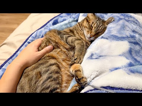 歩けなくて寝たきりの飼い主にずっと寄り添ってくれる猫たちが心の癒しすぎました…。