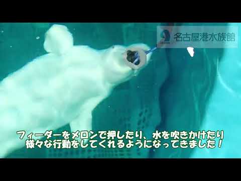 ベルーガ「グレイ」のフィーダー遊び 名古屋港水族館  shorts サムネイル