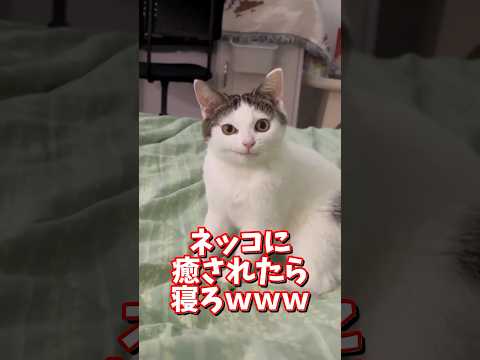 ネッコの動画で癒されたら寝ろｗｗｗ　2ch  動物  猫 癒やし ねこ動画 サムネイル
