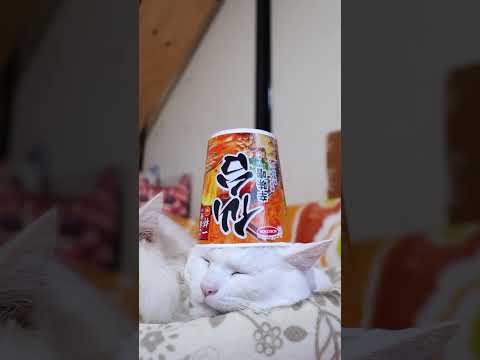 ご当地の一杯　仙台　辛味噌ラーメン　260208　のせ猫　 cat cute ねこ　 ネコ kitten 猫のいる暮ら… サムネイル