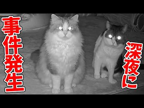 最近猫が疲れているので監視カメラで深夜の様子を見てみたらとんでもない事実が判明しました… サムネイル